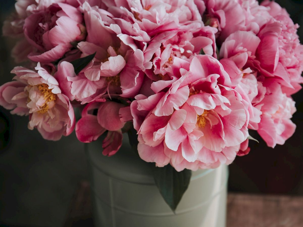 A bouquet of pink peonies in full bloom is arranged in a white vase with green leaves providing a beautiful contrast to the pink petals.