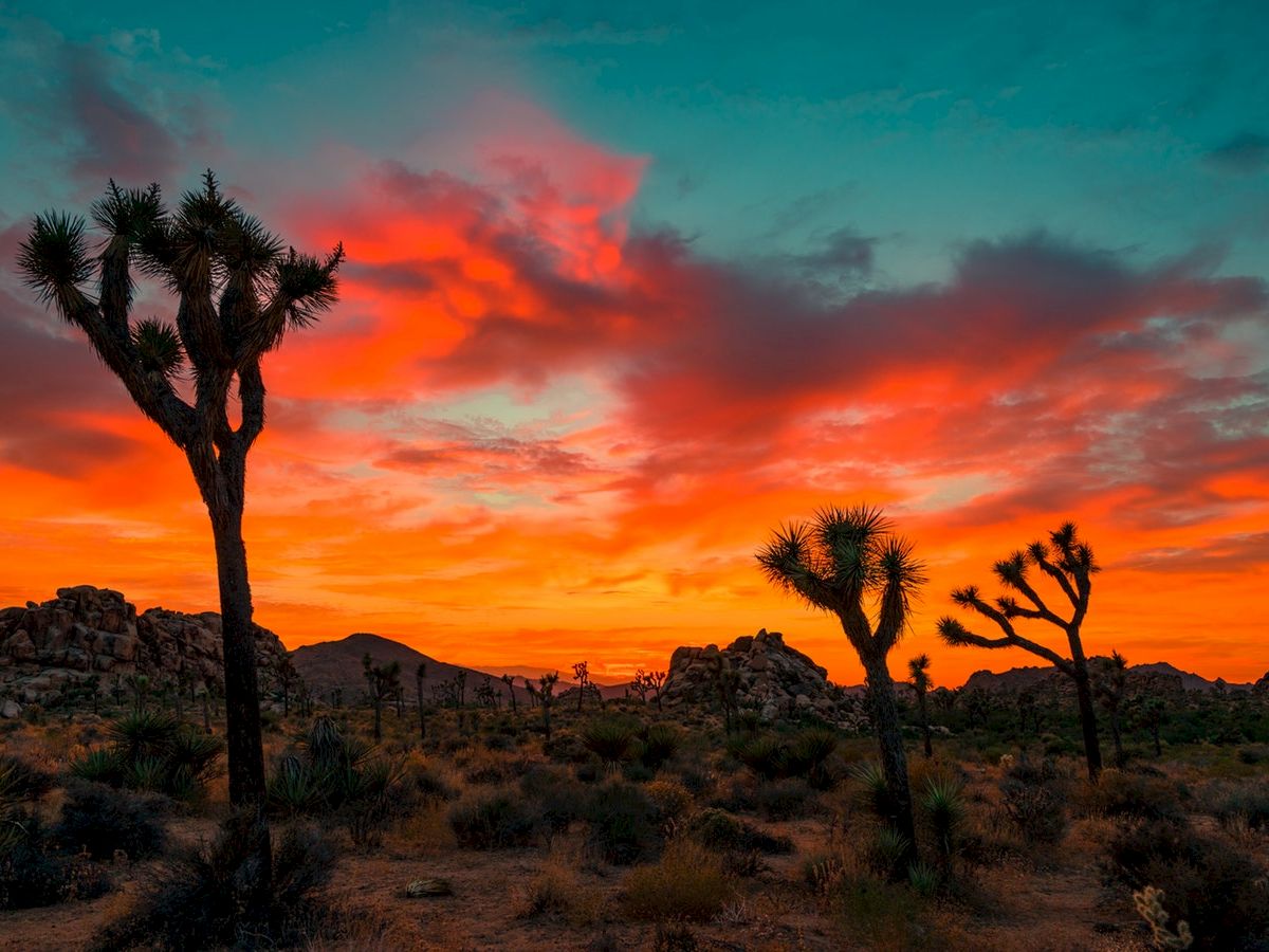 The image shows a vibrant sunset with dramatic clouds and silhouettes of Joshua trees in a desert landscape.