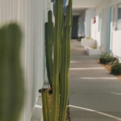 A row of tall cacti lines the walkway of a residential or commercial building, casting shadows on the pavement.